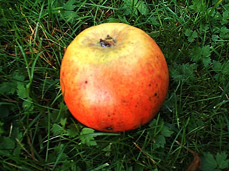 Reinette De Blenheim